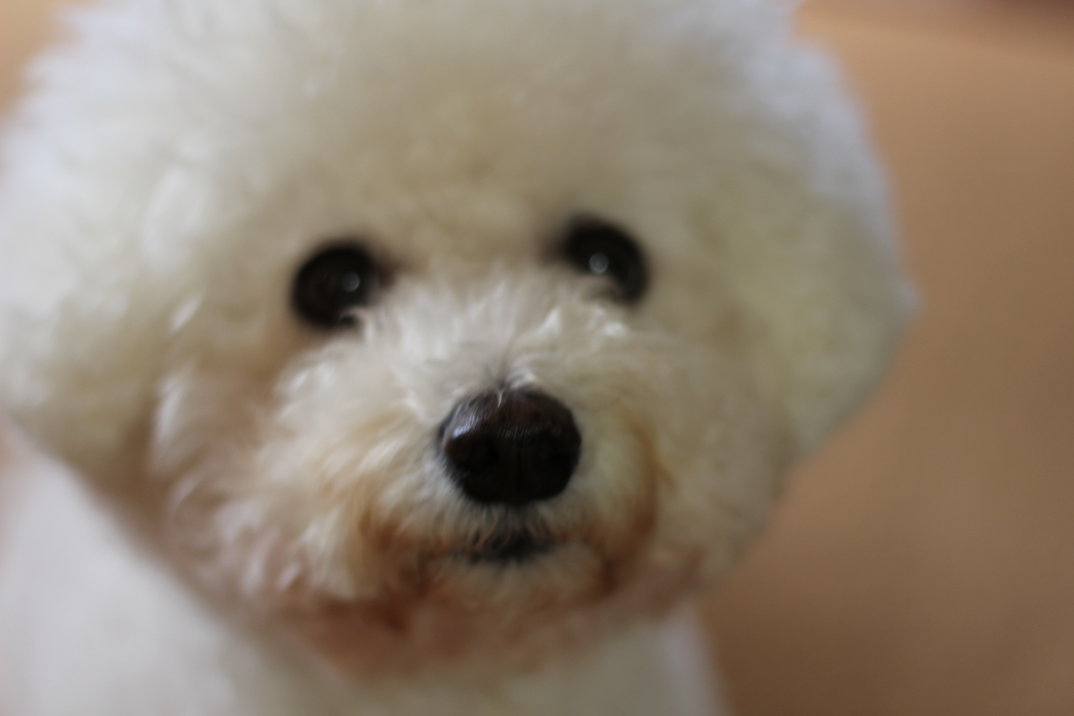 2014年12月30日↓ ボケた写真ですが、鼻回りから伸びた毛が変色してないのが見てもらえるかしら。